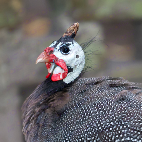 Helmeted guineafowl Free png image