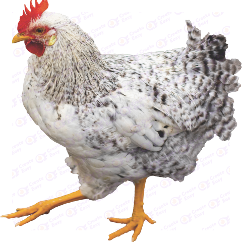 Rooster Free png image