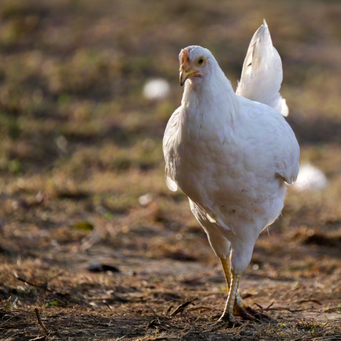 Solid white (chicken plumage) Free png image