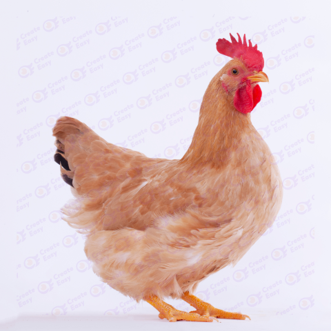 Broiler Free png image