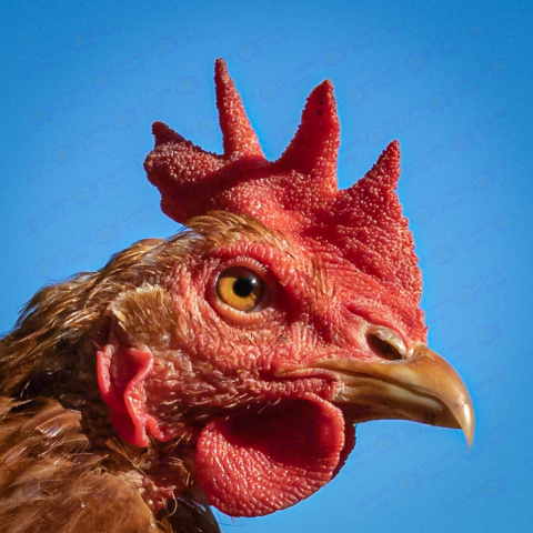 Rooster Free png image