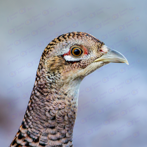 Ring-necked Pheasant Free png image