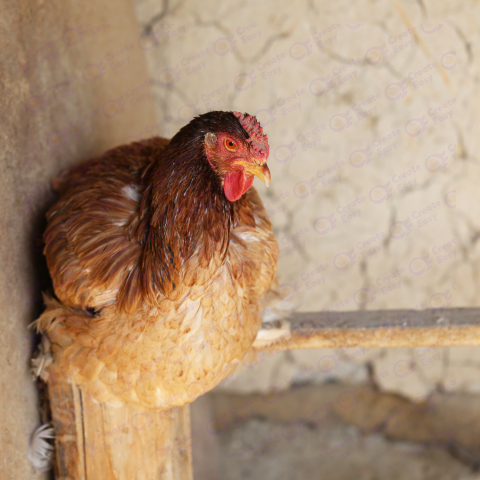 Rhode Island Red Free png image