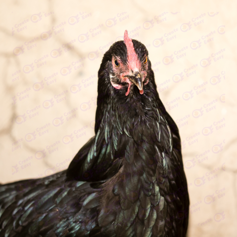 Rooster Free png image