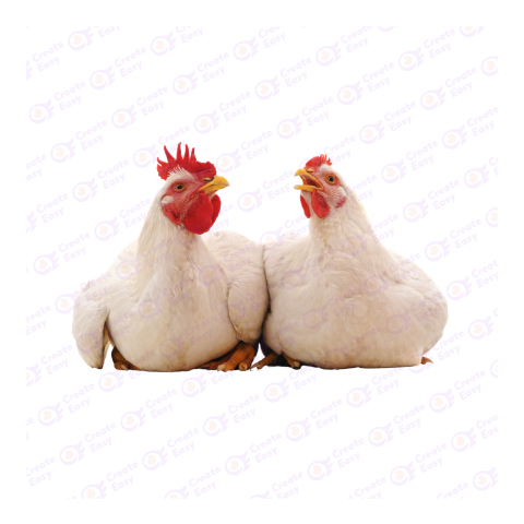 Broiler png image