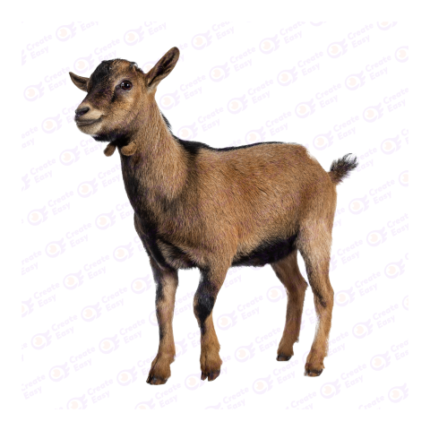American Pygmy png image