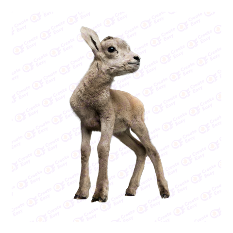 Bighorn sheep png image