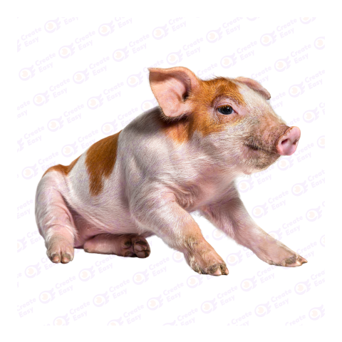 Mini pig png image