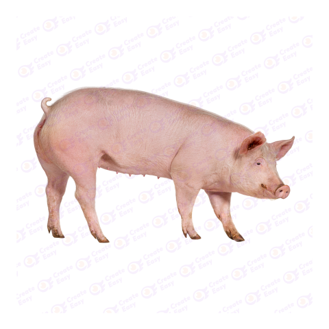 Large White pig png image