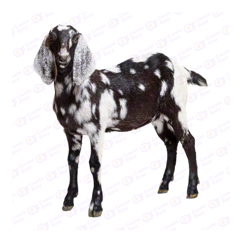 Anglo-Nubian goat png image