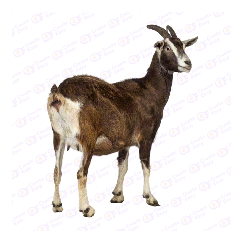 Thuringian goat png image