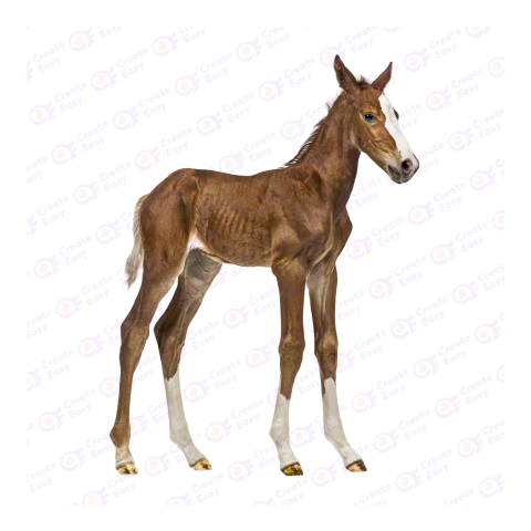 Foal png image