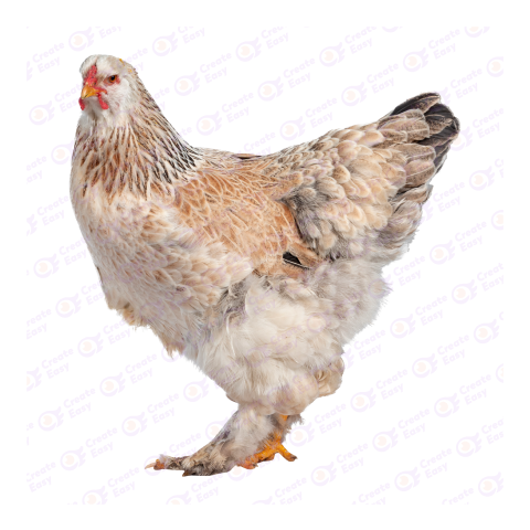Brahma chicken png image