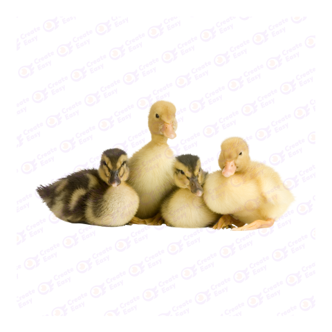 American Pekin png image