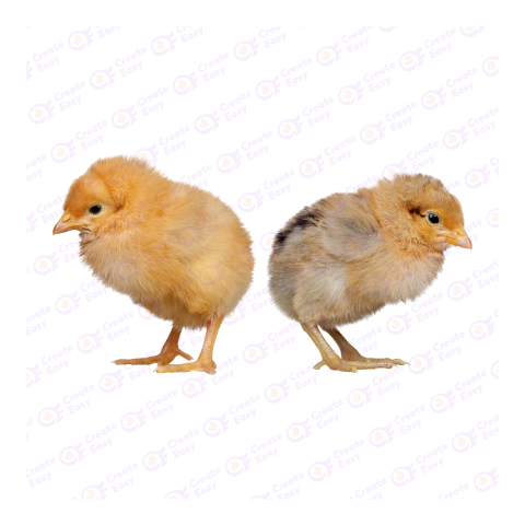 Orpington chicken png image