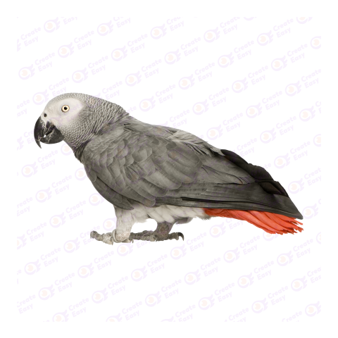 Grey parrot png image