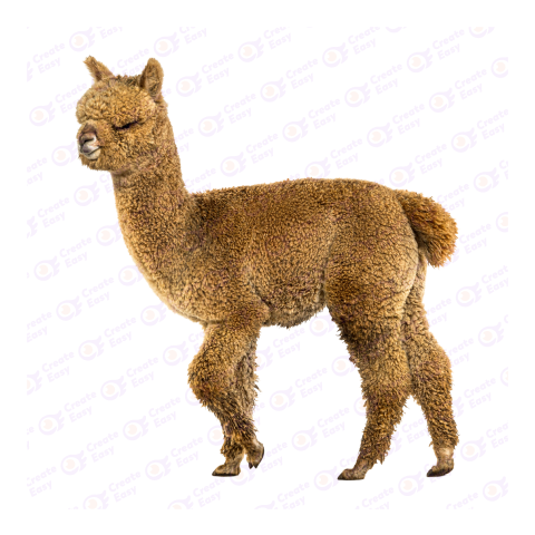 Huacaya alpaca png image