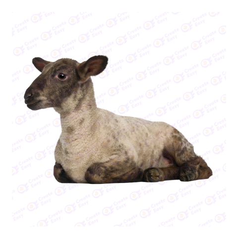 Lamb png image