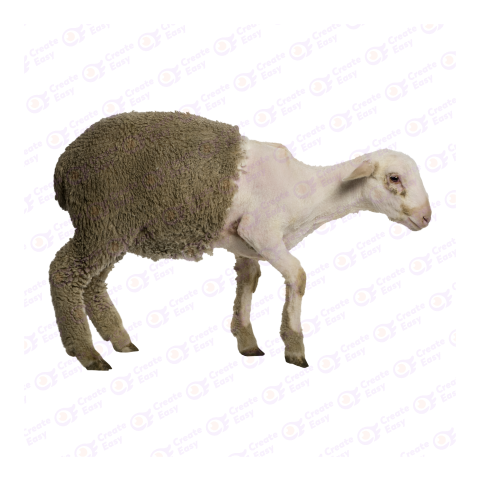 Partially Shaved Merino Lamb png image