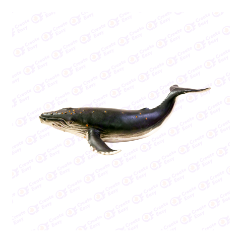 Humpback whale png image