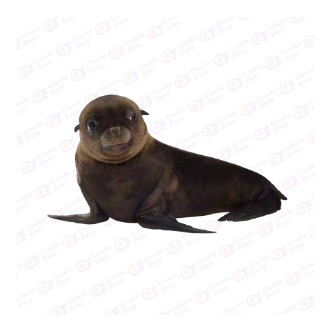California sea lion png image