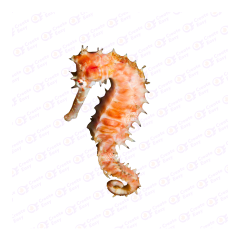 Spiny seahorse png image