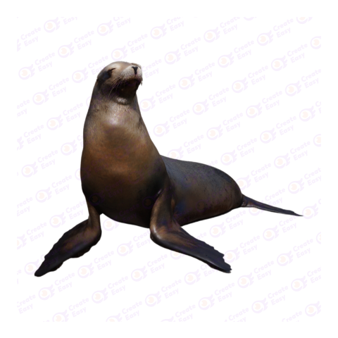 California sea lion png image