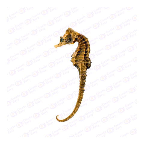 Lined seahorse png image