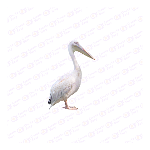 Great white pelican png image