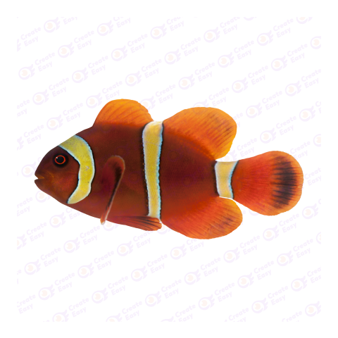 Maroon clownfish png image