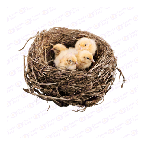 Orpington chicken png image