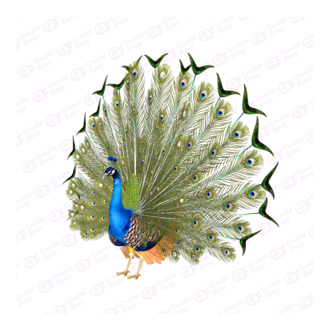 Peafowl Bird png image