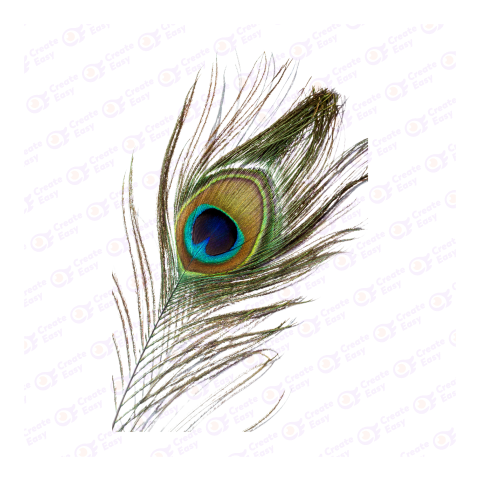 Peacock Feather png image
