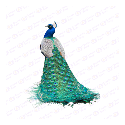 Indian peafowl png image