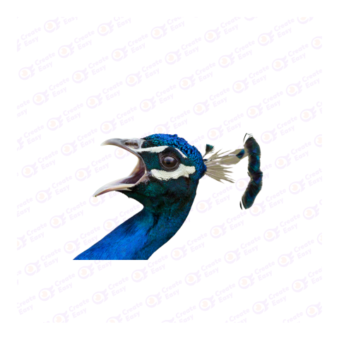 Peafowl png image