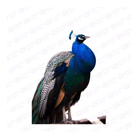 Peafowl png image