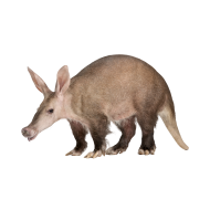 Aardvark png image
