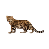 African leopard png image