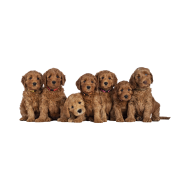 Australian Cobberdog png image