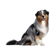 Australian Shepherd png image