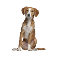 Austrian Pinscher png image
