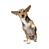 Basenji png image