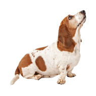 Basset Hound png image