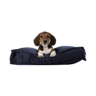 Beagle png image