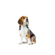 Beagle png image