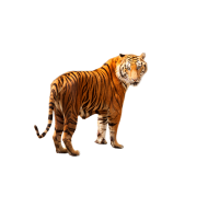Bengal tiger png image