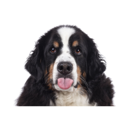 Bernese Mountain Dog png image
