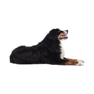 Bernese Mountain dog png image