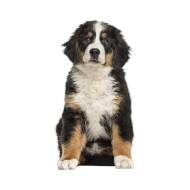 Bernese Mountain Dog png image