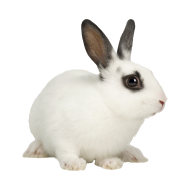 Blanc de Hotot png image